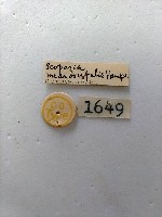 螟蛾藏品圖，第2張