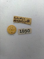 螟蛾藏品圖，第2張