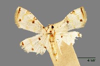 螟蛾藏品圖，第1張