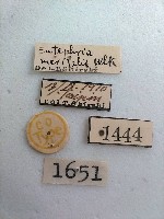 螟蛾藏品圖，第2張