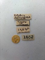 螟蛾藏品圖，第2張