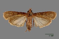 螟蛾藏品圖，第1張