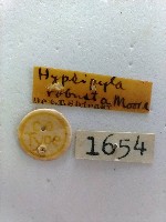 螟蛾藏品圖，第2張