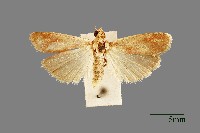 螟蛾藏品圖，第1張