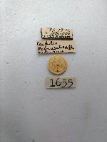 螟蛾藏品圖，第2張