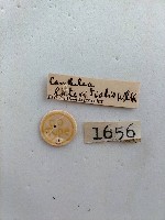 螟蛾藏品圖，第2張