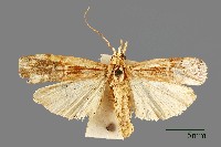 螟蛾藏品圖，第1張