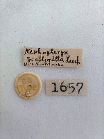 螟蛾藏品圖，第2張