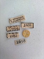 螟蛾藏品圖，第2張