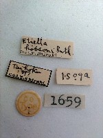 螟蛾藏品圖，第2張