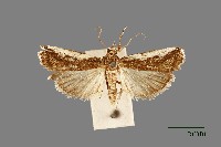 螟蛾藏品圖，第1張