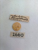 螟蛾藏品圖，第2張