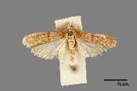 螟蛾藏品圖，第1張