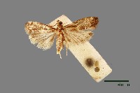 螟蛾藏品圖，第1張