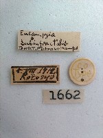 螟蛾藏品圖，第2張