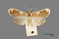 螟蛾藏品圖，第1張