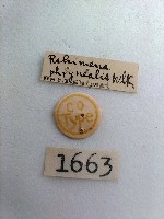 螟蛾藏品圖，第2張