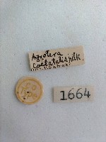 螟蛾藏品圖，第2張