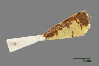 螟蛾藏品圖，第3張