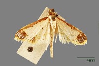 螟蛾藏品圖，第1張