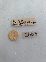 螟蛾藏品圖，第2張