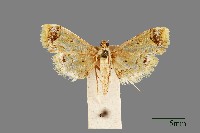 螟蛾藏品圖，第1張