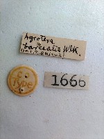 螟蛾藏品圖，第2張