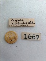 紅紋尖鬚野螟蛾藏品圖，第2張