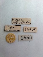 螟蛾藏品圖，第2張