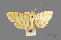 螟蛾藏品圖，第1張