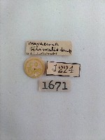 螟蛾藏品圖，第2張