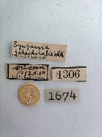 黄斑環角野螟蛾藏品圖，第2張