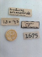 螟蛾藏品圖，第2張