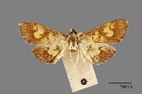 螟蛾藏品圖，第1張