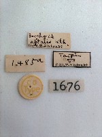 螟蛾藏品圖，第2張