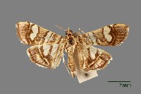 螟蛾藏品圖，第1張