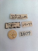 螟蛾藏品圖，第2張