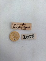 螟蛾藏品圖，第2張