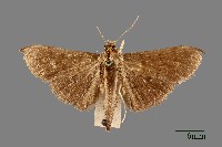 螟蛾藏品圖，第1張