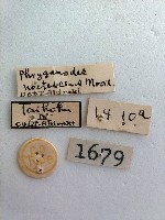 螟蛾藏品圖，第2張