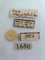 螟蛾藏品圖，第2張