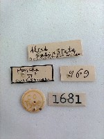 螟蛾藏品圖，第2張