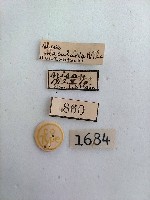 螟蛾藏品圖，第2張