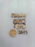 螟蛾藏品圖，第2張