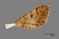 螟蛾藏品圖，第3張