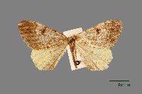 螟蛾藏品圖，第1張