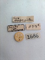 螟蛾藏品圖，第2張