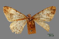 螟蛾藏品圖，第1張