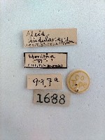 螟蛾藏品圖，第2張