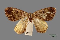 螟蛾藏品圖，第1張